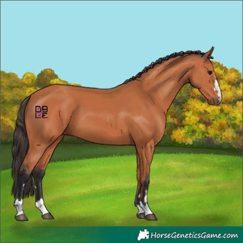 Horse Color:Bay 
