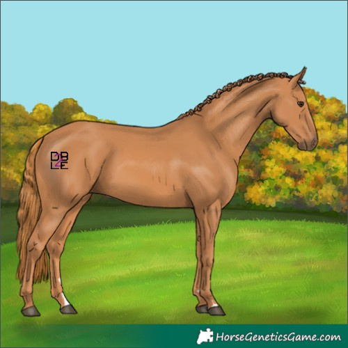 Horse Color:Chestnut 