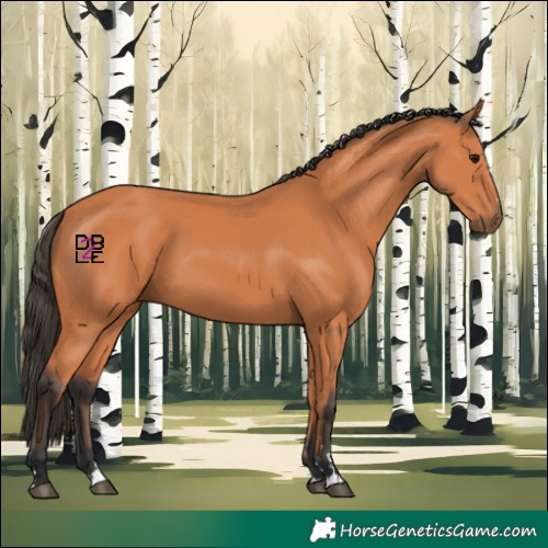 Horse Color:Bay 