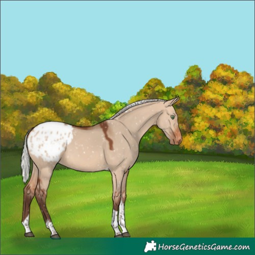Horse Color:Silver Bay Dun Tobiano Blanket 