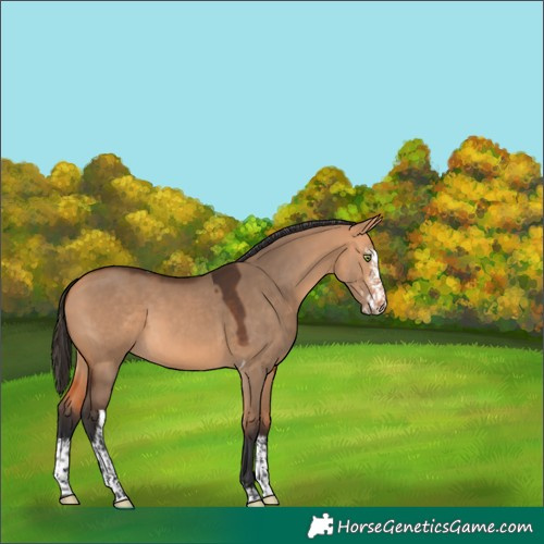 Horse Color:Bay Dun Sabino Tobiano 
