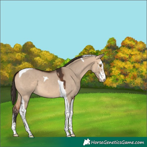Horse Color:Bay Dun Sabino Tobiano 