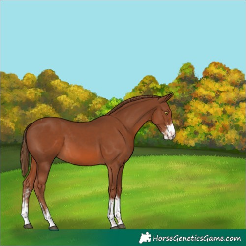 Horse Color:Unknown 