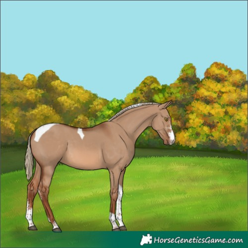 Horse Color:Red Dun Sabino Tobiano 