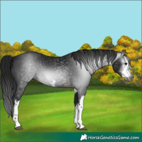 Horse Color:Gray White Spotted Brown