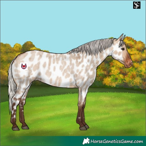 Horse Color:Silver Brown Roan Dun Appaloosa 