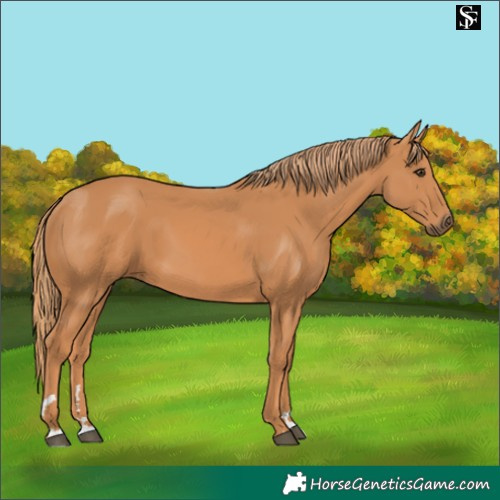 Horse Color:Chestnut 