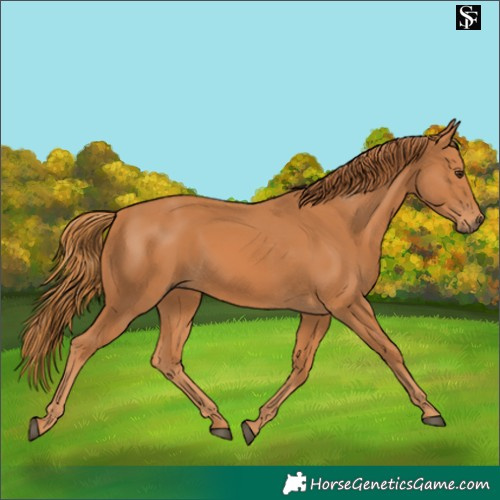Horse Color:Chestnut 
