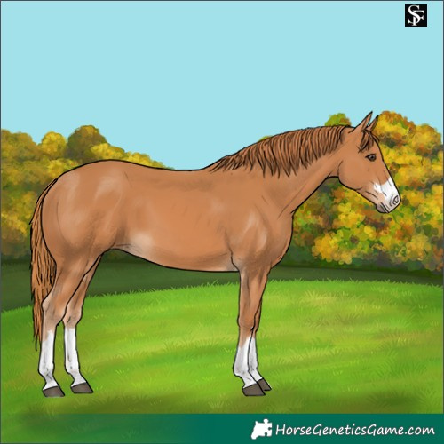 Horse Color:Chestnut 