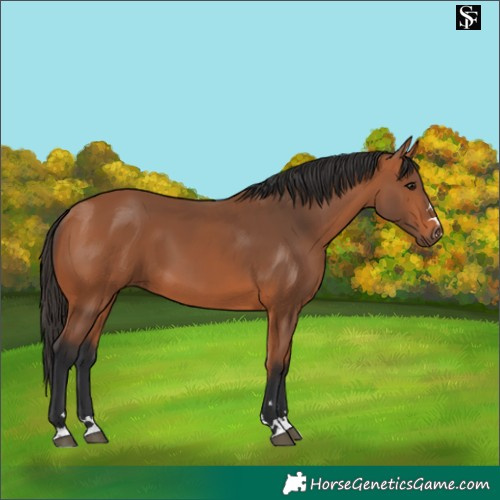 Horse Color:Bay 