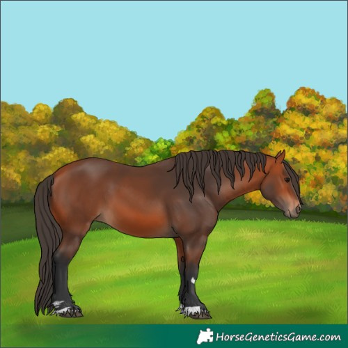 Horse Color:Bay 