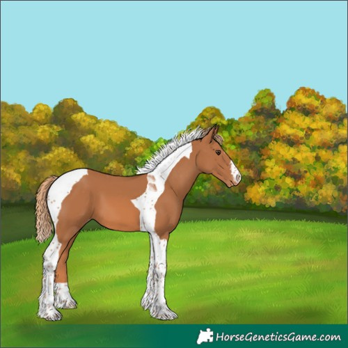 Horse Color:Unknown 