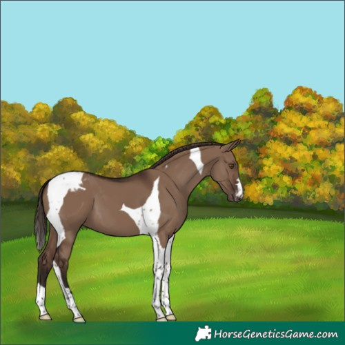 Horse Color:Liver Red Dun Tobiano Appaloosa 