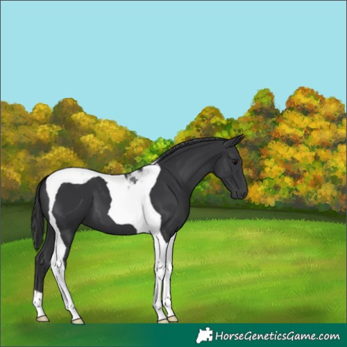 Horse Color:Black Tobiano 