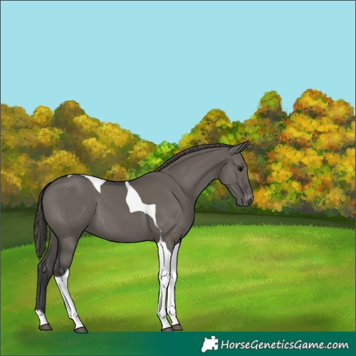 Horse Color:Grullo Tobiano Varnish 