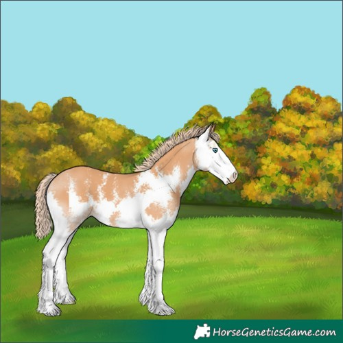 Horse Color:Unknown 