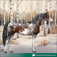 Horse Color:Liver Chestnut Tobiano Frame