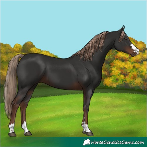 Horse Color:Liver Chestnut 