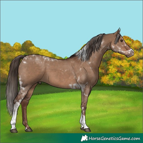 Horse Color:Liver Red Dun Tobiano 