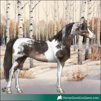 Horse Color:White Spotted Liver Chestnut Tobiano 