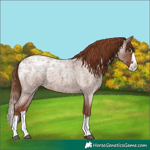 Horse Color:Red Ice Roan Splash 