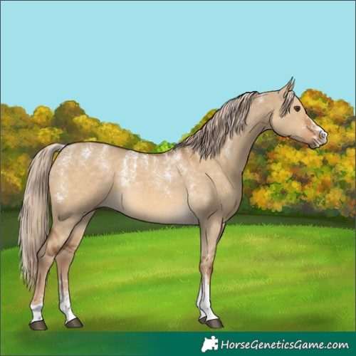 Horse Color:Powder White Chocolate Palomino Dun 