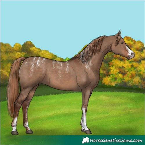 Horse Color:Powder White Liver Red Dun 