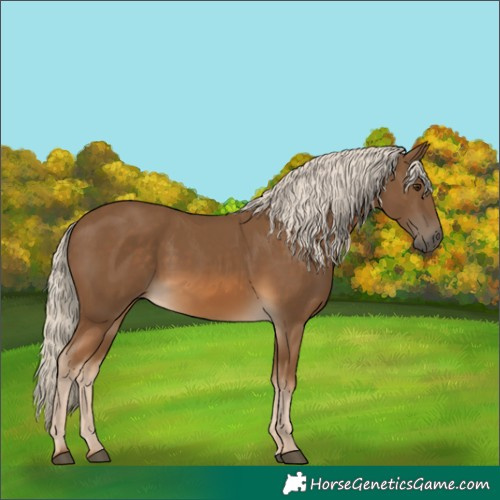 Horse Color:Chocolate Palomino 