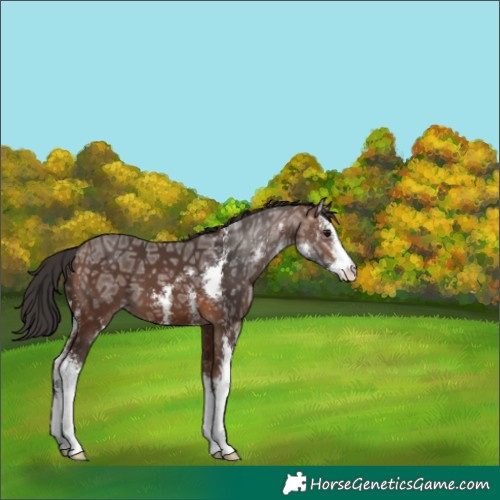 Horse Color:Brown Ice Sabino 