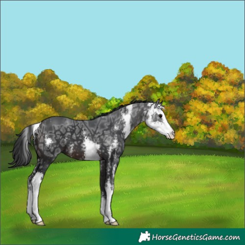 Horse Color:Brown Ice Sabino 