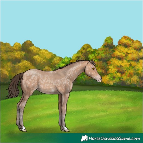 Horse Color:Amber Champagne Ice 