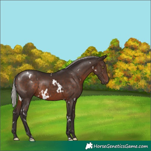 Horse Color:White Spotted Silver Brown Rabicano 