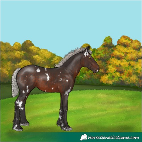 Horse Color:White Spotted Silver Brown Rabicano