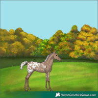Horse Color:White Spotted Silver Grullo Appaloosa