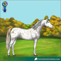 Horse Color:Buckskin Dun Appaloosa Rabicano