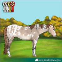 Horse Color:White Spotted Bay Dun Mushroom Appaloosa 