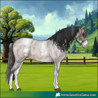 Horse Color:White Spotted Bay Roan