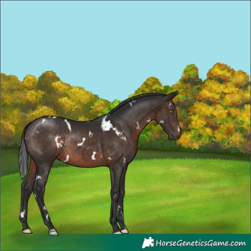 Horse Color:White Spotted Brown Rabicano
