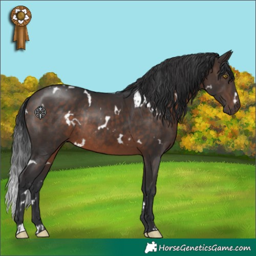 Horse Color:White Spotted Brown Rabicano 