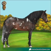 Horse Color:White Spotted Brown Rabicano