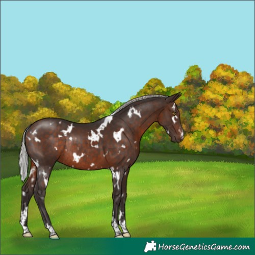 Horse Color:White Spotted Silver Brown Rabicano 