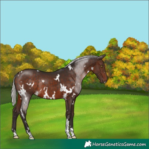 Horse Color:White Spotted Silver Brown Rabicano