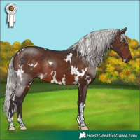 Horse Color:White Spotted Silver Brown Rabicano 