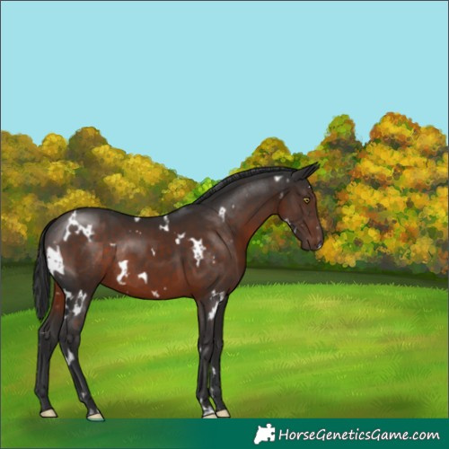 Horse Color:White Spotted Liver Chestnut Rabicano 