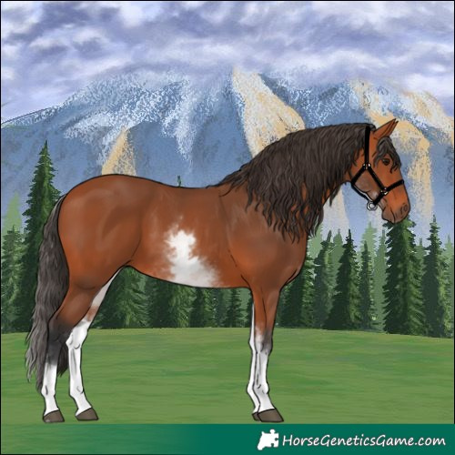 Horse Color:White Spotted Bay