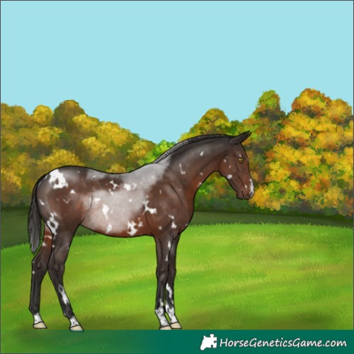 Horse Color:White Spotted Liver Chestnut Rabicano 