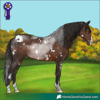 Horse Color:White Spotted Liver Chestnut Rabicano