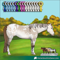Horse Color:White Spotted Bay Dun Mushroom Blanket 