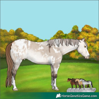 Horse Color:White Spotted Bay Dun Mushroom Appaloosa