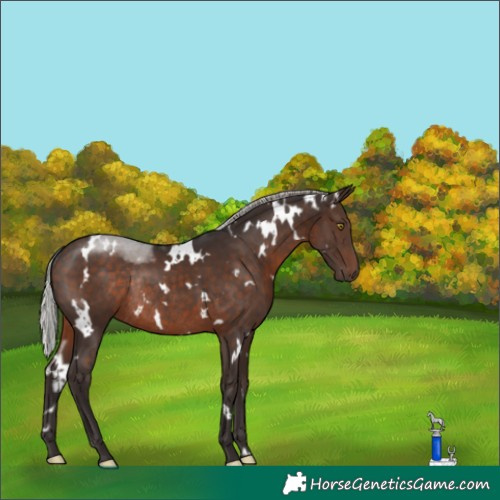 Horse Color:White Spotted Silver Brown Rabicano 